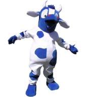 Krowa biało-niebieska